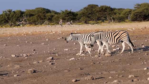 Gli animali più pericolosi che risiedono nell'affascinante Chobe River National Park