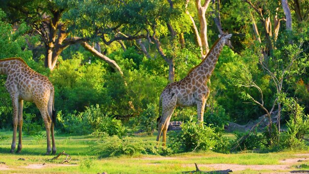 Gli animali più pericolosi che risiedono nell'affascinante Chobe River National Park