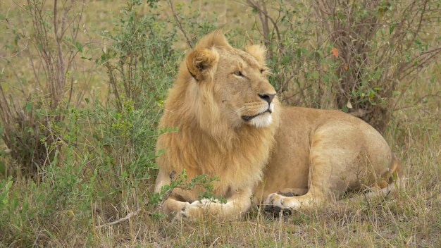 Gli animali più pericolosi che risiedono nell'affascinante Chobe River National Park