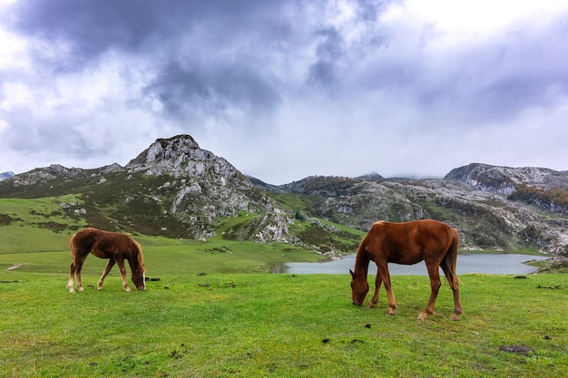 Gli animali selvatici sono il più bello del mondo.