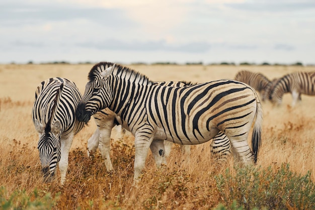 Gli animali sono insieme Zebre nella fauna selvatica durante il giorno