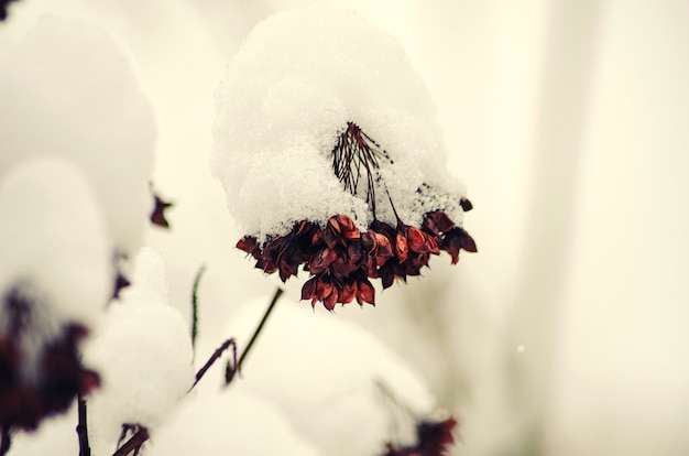 gli arbusti decorativi erano coperti di neve