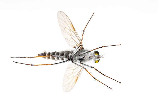 gli Asilidae sono la famiglia delle mosche rapinatrici, chiamate anche mosche assassine .. Vista dal basso. Insetto. Animale
