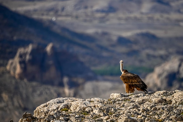 Gli avvoltoi Griffon o Gyps fulvus appollaiati sulla montagna