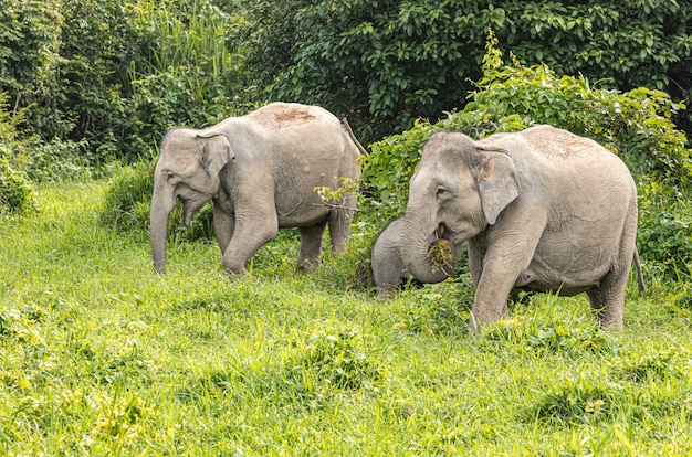 Gli elefanti asiatici sembrano molto contenti del cibo nella stagione delle piogge