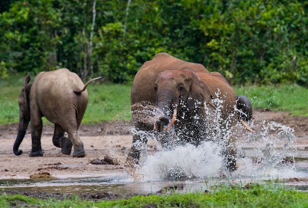 Gli elefanti della foresta stanno giocando tra loro. Repubblica Centrafricana. Repubblica del Congo. Riserva Speciale Dzanga-Sangha.