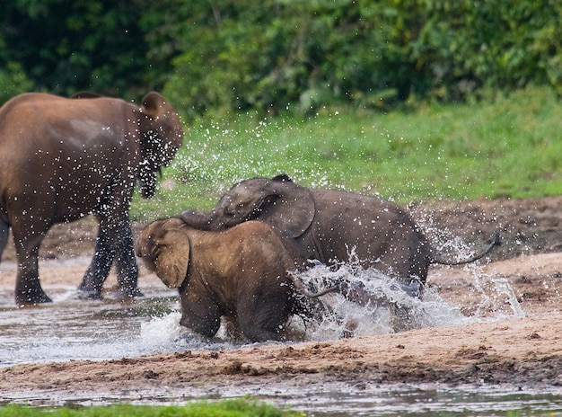 Gli elefanti della foresta stanno giocando tra loro