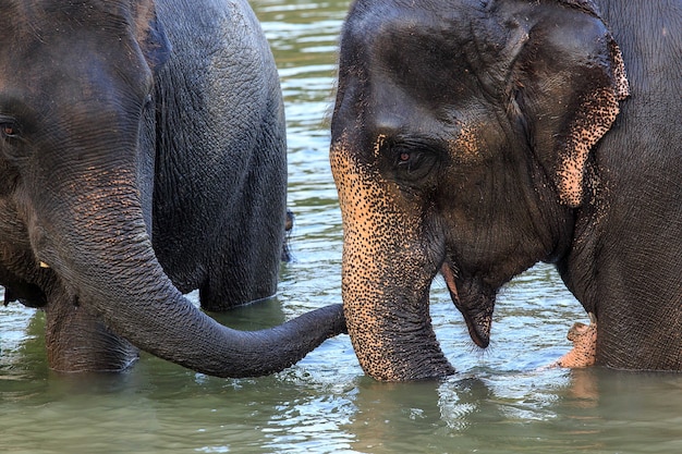 Gli elefanti fanno il bagno nel fiume Kwae-noi. Kanchanaburi, Tailandia