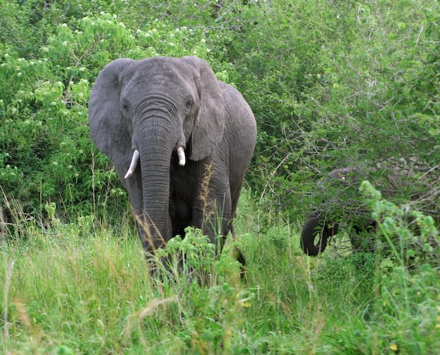 Gli elefanti in Uganda