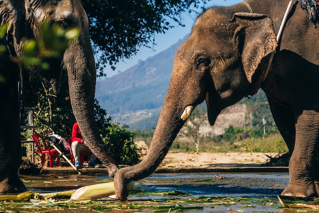 Gli elefanti mangiano all'aperto nel parco