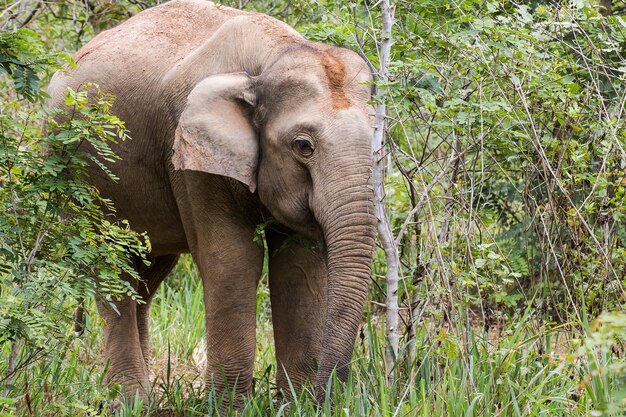 Gli elefanti mangiano l&#39;erba nel parco nazionale