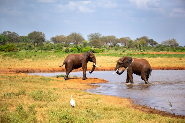 Gli elefanti nella savana vicino a una pozza d'acqua vengono a bere