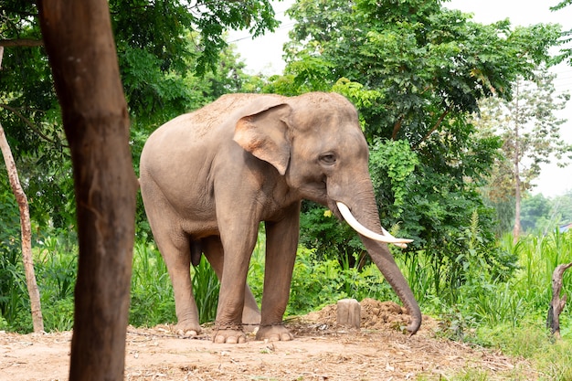 Gli elefanti tailandesi hanno una bella avorio in piedi sul terreno dietro una foresta