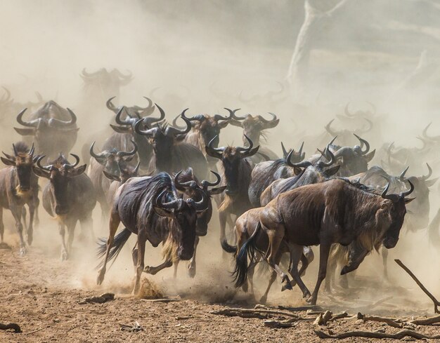 Gli gnu corrono nella savana. Grande migrazione. Kenya. Tanzania. Parco Nazionale Masai Mara. Effetto di movimento.