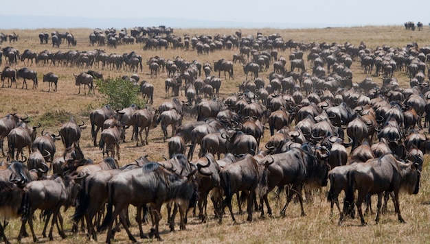 Gli gnu si susseguono nella savana. Grande migrazione. Kenya. Tanzania. Parco Nazionale Masai Mara.