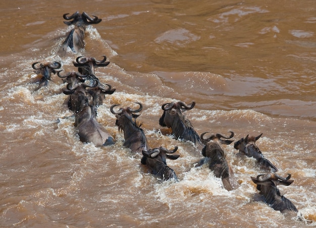 Gli gnu stanno attraversando il fiume Mara. Grande migrazione. Kenya. Tanzania. Parco Nazionale Masai Mara.