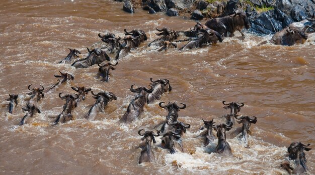 Gli gnu stanno attraversando il fiume Mara. Grande migrazione. Kenya. Tanzania. Parco Nazionale Masai Mara.