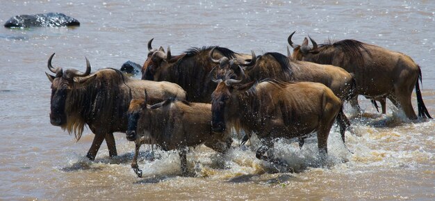 Gli gnu stanno attraversando il fiume Mara. Grande migrazione. Kenya. Tanzania. Parco Nazionale Masai Mara.