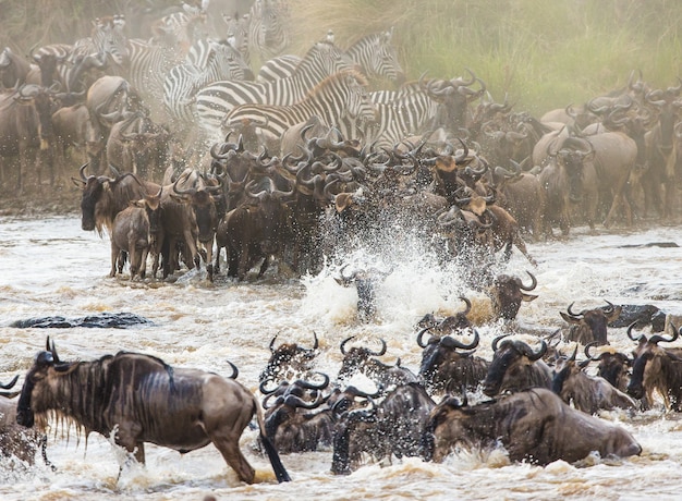 Gli gnu stanno attraversando il fiume Mara. Grande migrazione. Kenya. Tanzania. Parco Nazionale Masai Mara.