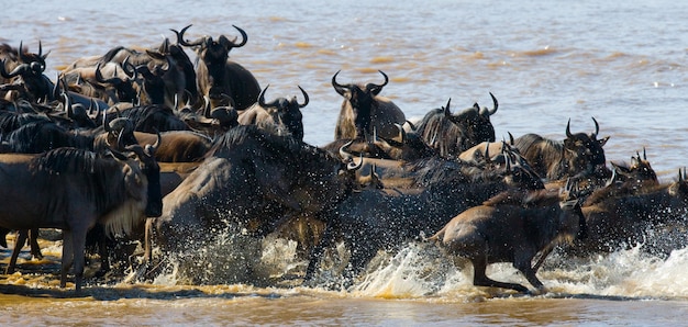 Gli gnu stanno attraversando il fiume Mara