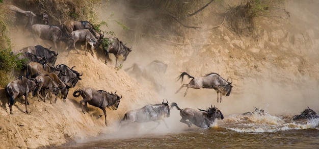 Gli gnu stanno correndo verso il fiume Mara