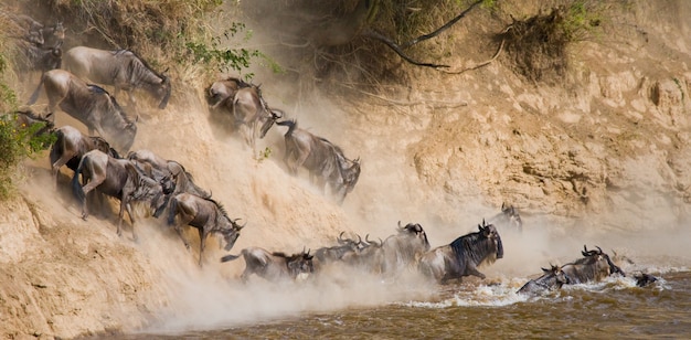 Gli gnu stanno correndo verso il fiume Mara