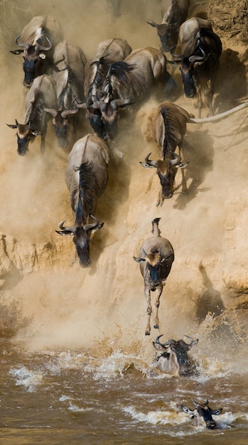 Gli gnu stanno correndo verso il fiume Mara