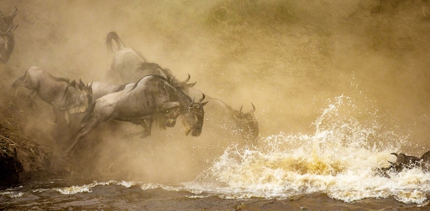 Gli gnu stanno saltando nel fiume Mara. Grande migrazione.