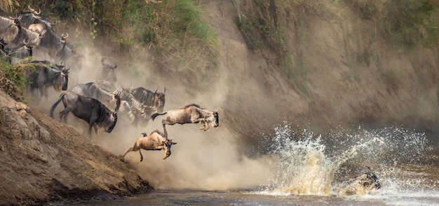 Gli gnu stanno saltando nel fiume Mara. Grande migrazione.