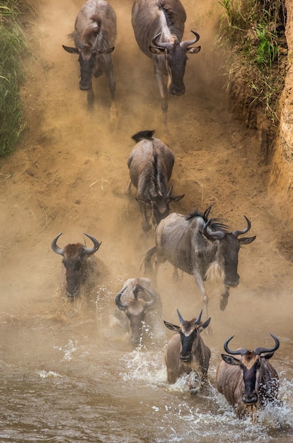 Gli gnu stanno saltando nel fiume Mara.