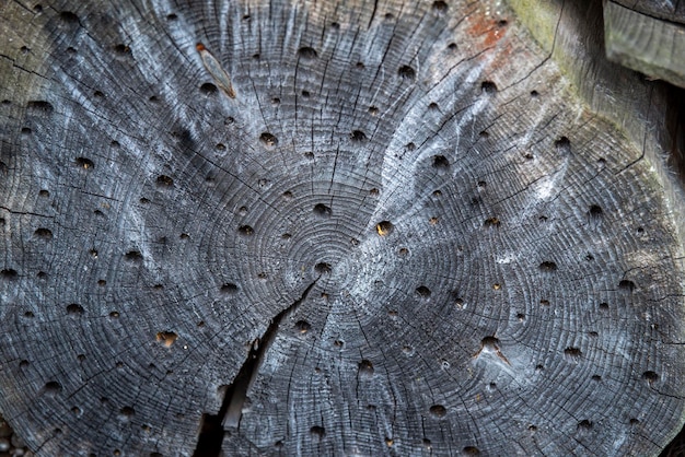 Gli insetti ospitano buchi nel legno in cui vivono gli insetti Casa creata artificialmente per gli insetti