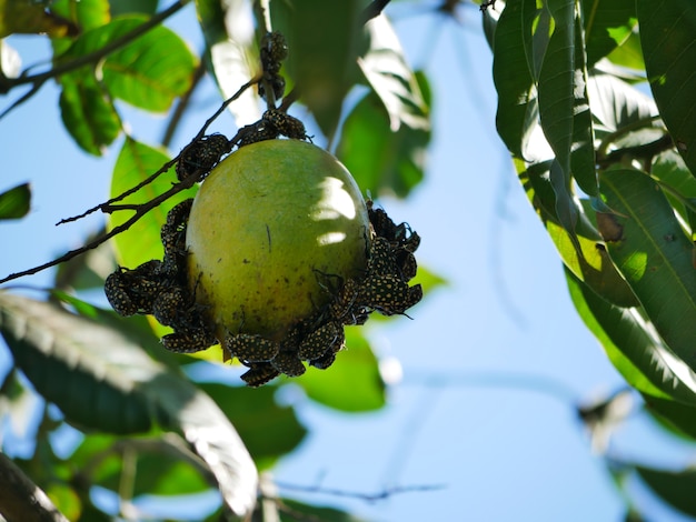 Gli insetti piercing mangiano mango maturo