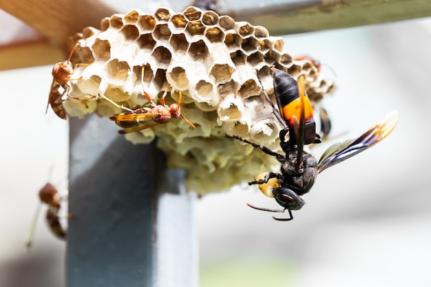 Gli insetti si nutrono delle larve dell&#39;insetto.