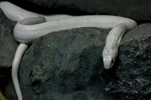 Gli occhi del serpente sono spaventosi.