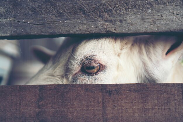 Gli occhi di capra, gli occhi che gli animali comunicano