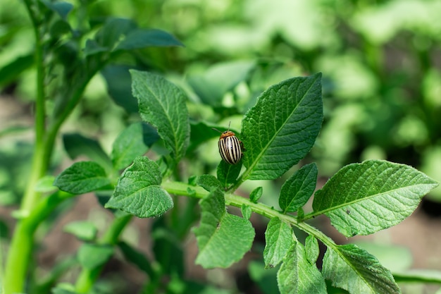 Gli scarabei di Colorado mangiano il raccolto di patate nel giardino.