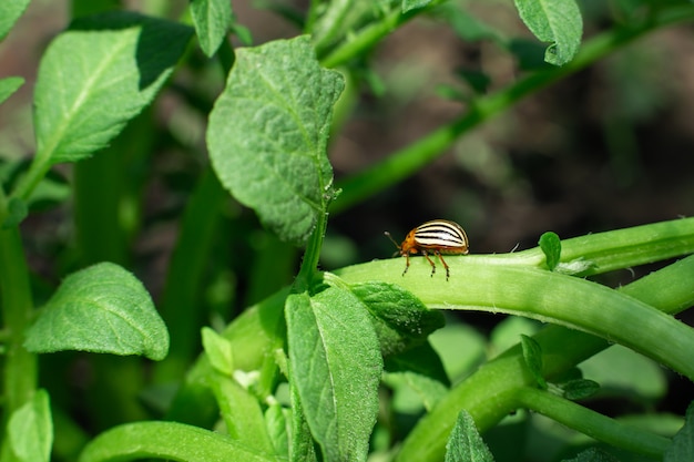 Gli scarabei di Colorado mangiano il raccolto di patate nel giardino.