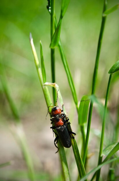 Gli scarabei di immagine macro si accoppiano nell'erba