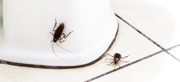 Gli scarafaggi che corrono sul pavimento del bagno L'infestazione da insetti nel bagno deve essere rilevata e pulita