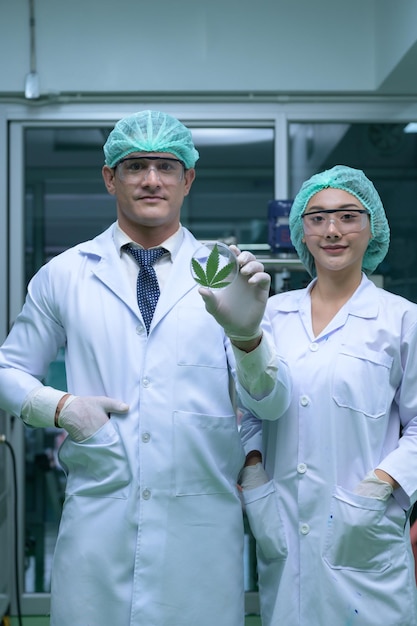 Gli scienziati sono nella camera a estrarre olio e semi di cannabis mostrando foglie di tè