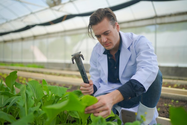 Gli scienziati stanno analizzando le piante di ortaggi biologici nel concetto di serra della tecnologia agricola