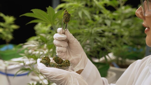 Gli scienziati testano il prodotto a base di cannabis in una fattoria curativa di cannabis indoor