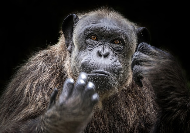 Gli scimpanzé si rilassano nella naturale atmosfera dello zoo