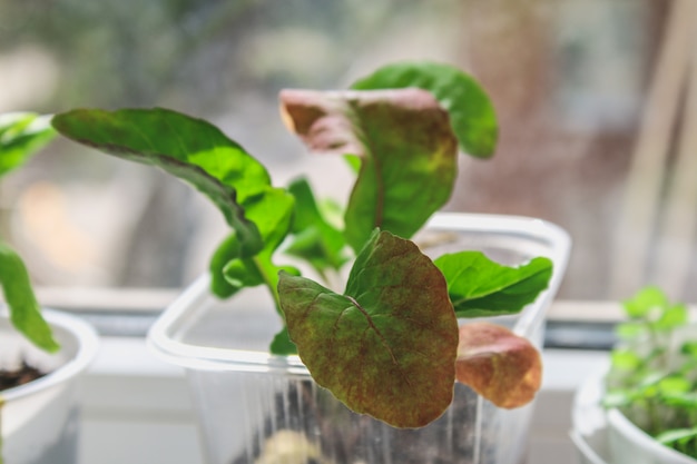 Gli spinaci vegetali crescono in un vaso sulla finestra dell&#39;appartamento. Sul balcone