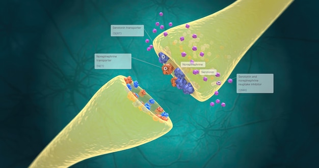 Gli SSRI aumentano la produzione di serotonina nel cervello e bloccano anche la ricaptazione della serotonina nel neurone