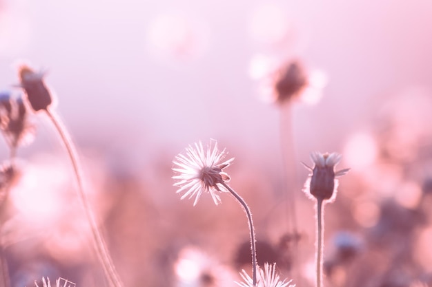 Gli stami di fieno hanno fiori soffici e lunghi steli che riflettono i raggi del sole.