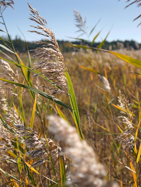 Gli steli asciutti delle canne allo stagno oscillano nel vento un giorno di autunno