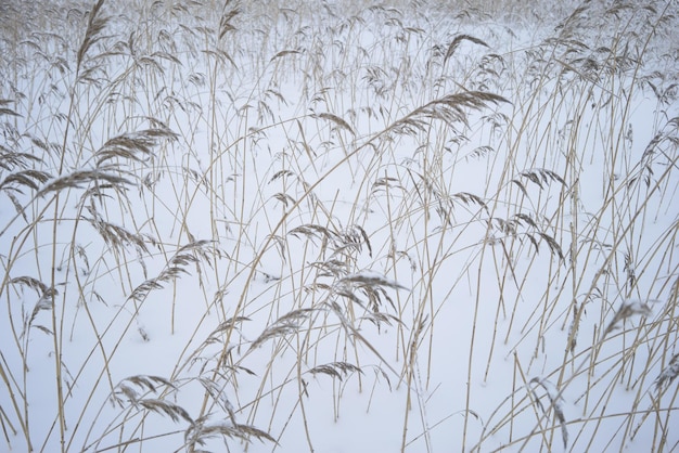Gli steli d'erba spuntano dalla neve