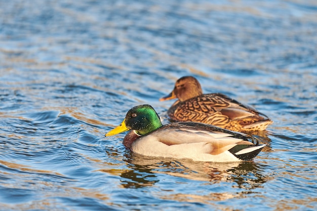 Gli uccelli acquatici del germano reale che galleggiano nell'acqua