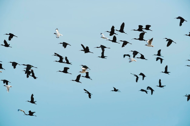 Gli uccelli affollano lo sfondo del volo Patagonia Argentina